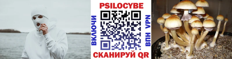 Галлюциногенные грибы Psilocybe купить наркотики сайты Партизанск
